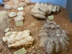 -河南自然博物馆