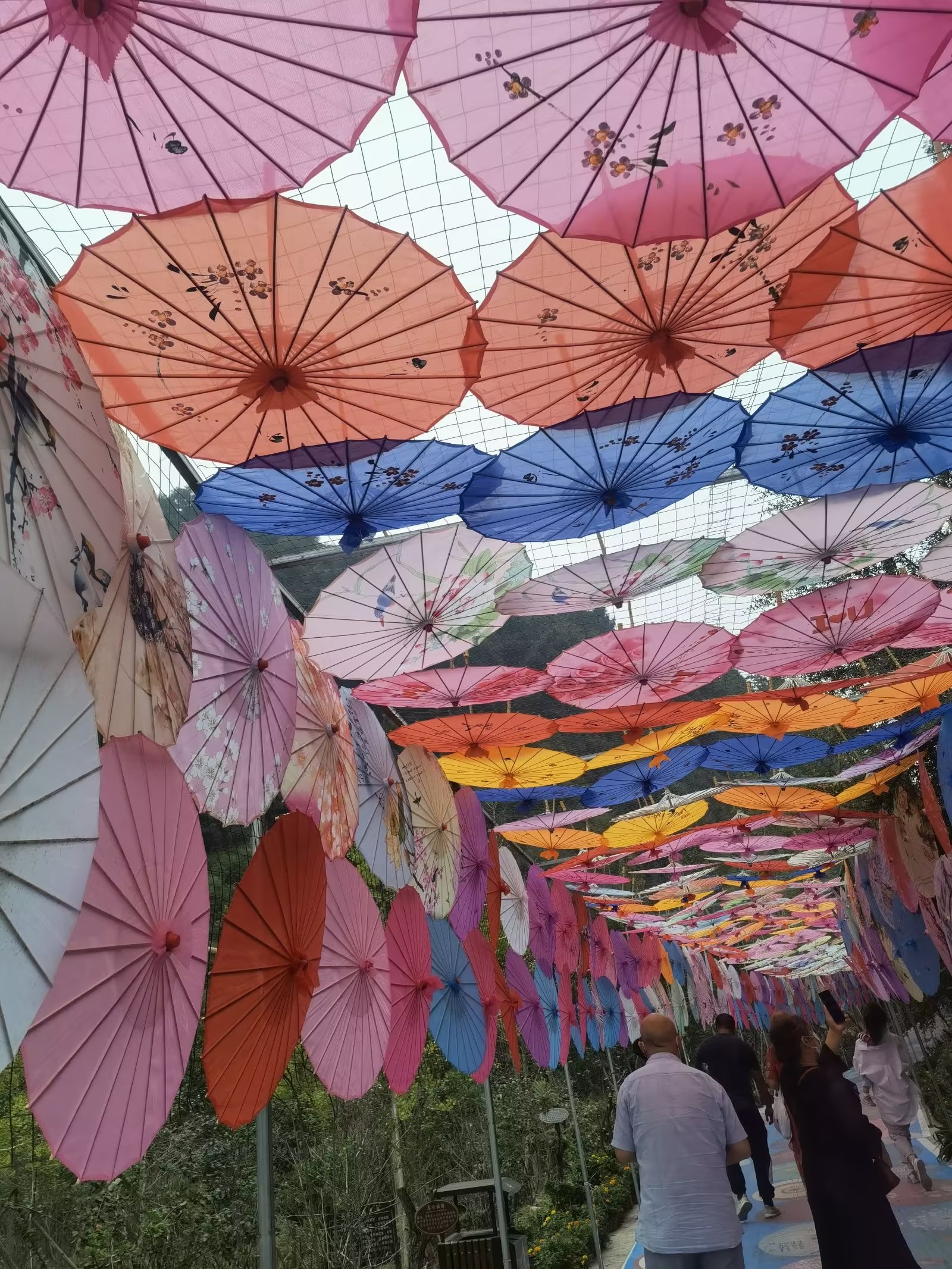 乐山沙湾醉花谷门票图片