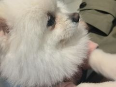 -怪兽屋·羊驼·猫咖·狗咖(俊华广场店)