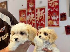 -翊宠yipet猫狗购宠庄园犬舍•猫舍