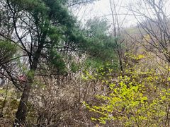 -王顺山国家森林公园