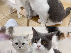 -李小姐の猫咖啡馆(五角场店)