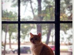 -more than meow吴止猫主题餐厅(承德 中船汇店)