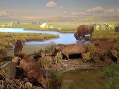 -陕西自然博物馆