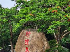 -野狸岛