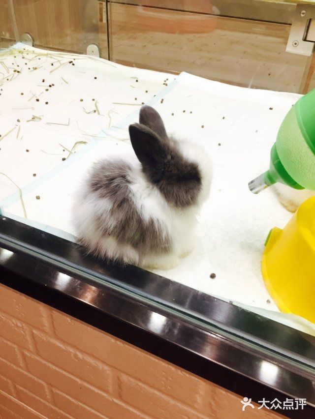 呆萌小猫的妖娆睡姿[笑哭]