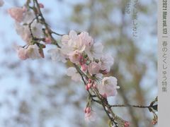 -顾村公园