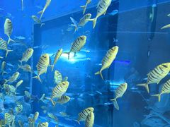 -太平洋海底世界