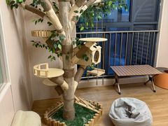 -唐小姐の私宠·宠物洗护美容·撸猫馆·购宠(周浦万达旗舰店)