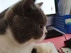 -猫音日语留学培训