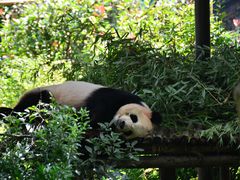 -云南野生动物园