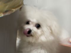 -翊宠yipet猫狗购宠庄园犬舍•猫舍