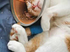 -乐派堂宠物医院·猫友好· 心脏科(东街店)