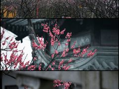 -苏州上方山国家森林公园