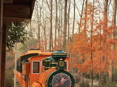 -合肥滨湖国家森林公园