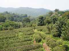 -雁南飞茶田景区
