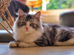 -飞行喵MR PILOT|猫舍·猫咖(静安大融城店)