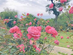 -鹅湖玫瑰文化园