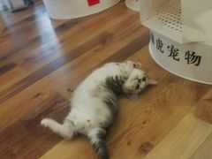 -袖虎·猫馆(体育西路店)