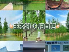 -泗洪洪泽湖湿地景区