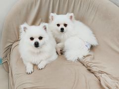 -怪兽屋·羊驼·猫咖·狗咖(俊华广场店)