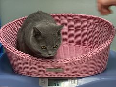 -纳吉亚猫专科动物医院博雅分院
