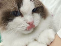 -乐琪宠物医院·犬猫专科·骨外科·急重症