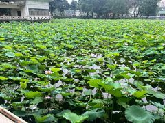 -荔湾湖公园