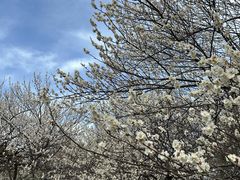 -东京国立博物馆法隆寺宝物馆