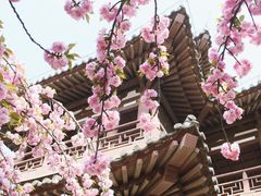 -西安青龙寺遗址景区