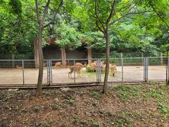 -合肥野生动物园