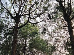 -铁山坪森林公园