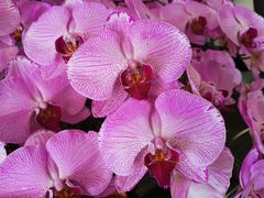 -佛光山朝山会馆