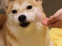 -逗柴咖啡屋·狗咖猫咖宠物桌游