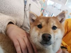 -南京Hallo宠物乐园·哈罗犬舍·柴犬繁育基地