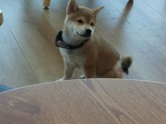 -柴犬小屋·柴餐厅·狗咖食堂(金鼎广场店)