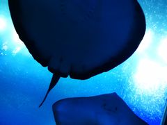 -珠海长隆海洋王国