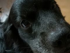 -达爱动物医院·犬猫分区·CT·复杂眼科(远洋山水分院)