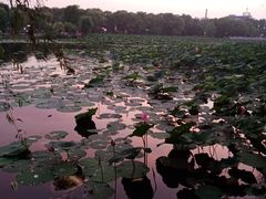 -长春市南湖公园