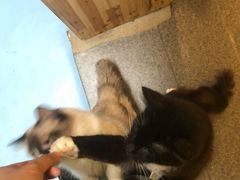 -猫色咖啡·猫咖