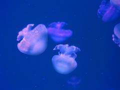 -多彩贵州城极地海洋世界