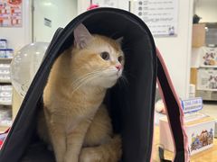-萌兽医馆·眼科·异宠专科(三里屯店)