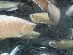 -成都浩海立方海洋公园