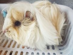 -藦茜花园宠物主题亲子互动体验馆(国顺东路店)