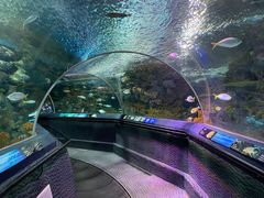 -上海海洋水族馆