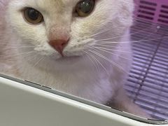 -瑞鹏宠物医院·骨科·猫科·内科(第一中心)