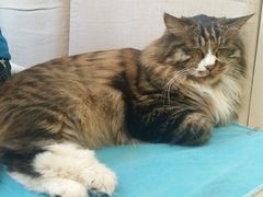 android_upload_pic-Anne猫窝咖啡屋