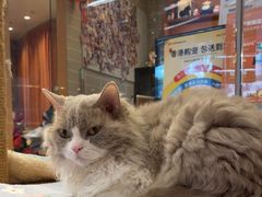 -米乐乖乖猫咪咖啡馆·猫咖(深圳湾后海汇店)