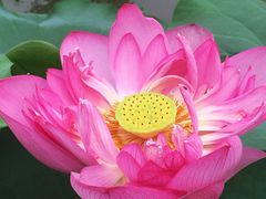 -黑皮酸菜鱼(三山街店)