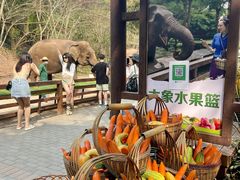 -野象谷景区